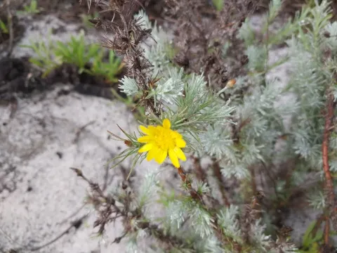 Leysera
