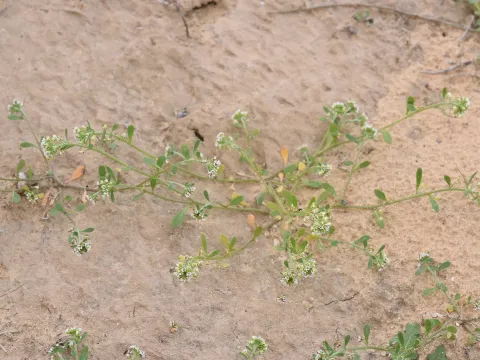 Lobularia arabica