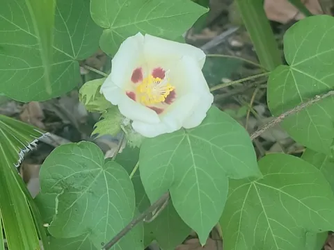 Cotton