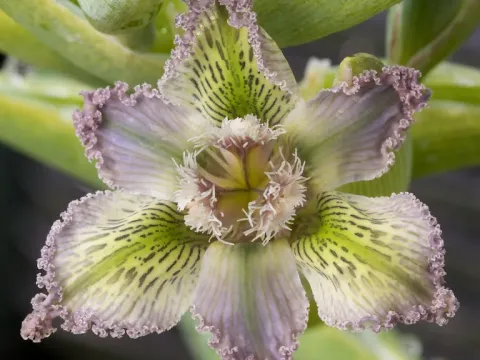 Ferraria