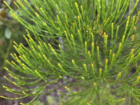 Gymnostoma