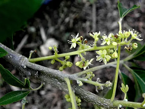 Hackberry (broadleaf)