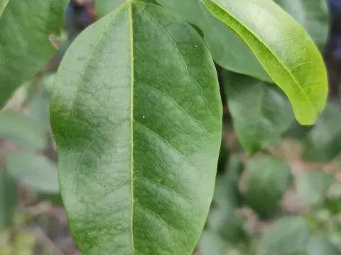 Deep-veined nettletree