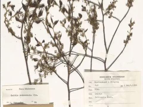 Celtis rubrovenia