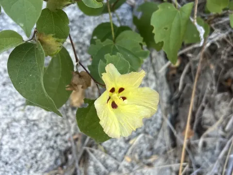 Davidson's cotton