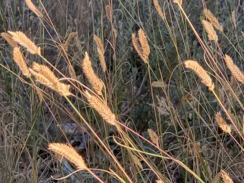 Малый мучной хрущак