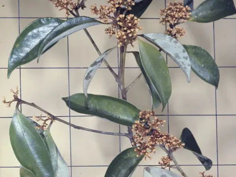 Cryptocarya densiflora