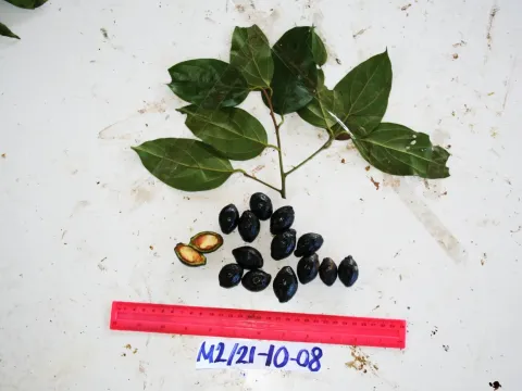Cryptocarya massoy