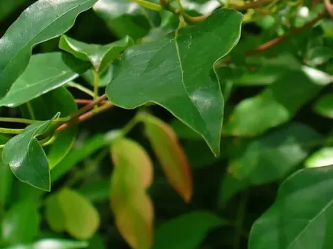 Cryptocarya verrucosa