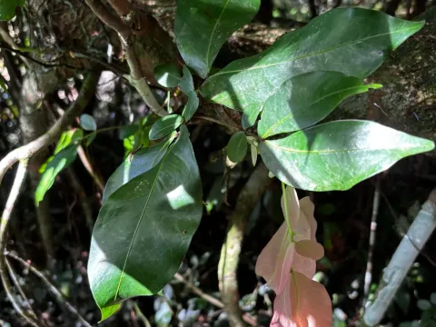 Cynometra ramiflora