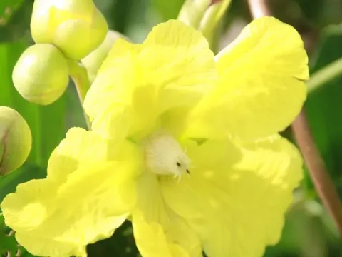 Dillenia borneensis