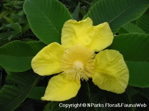 Dillenia ovata
