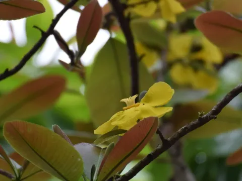 Dillenia obovata