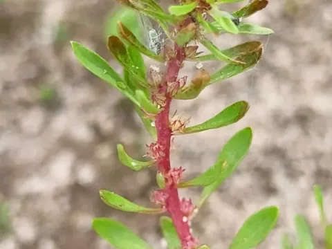 Lythrum volgense