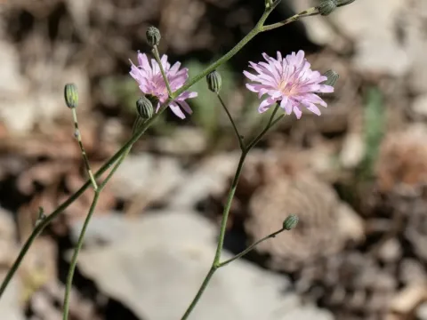 Crepis purpurea