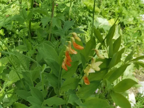 Subalpine vetchling