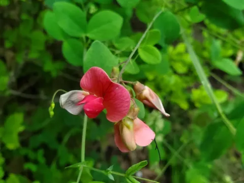 Round-leaved vetchling