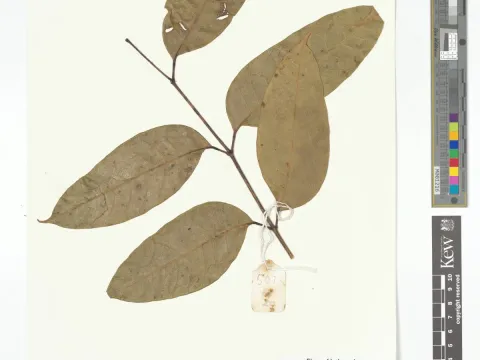 Rough-barked canarium