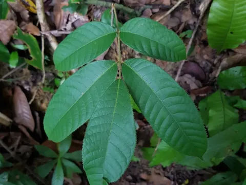 Canarium pilosum