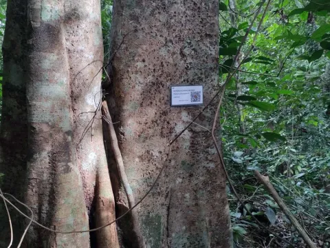 Dialium platysepalum