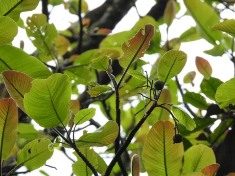 Dillenia reticulata