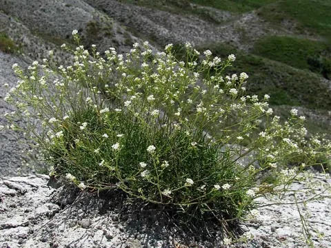 Lepidium meyeri