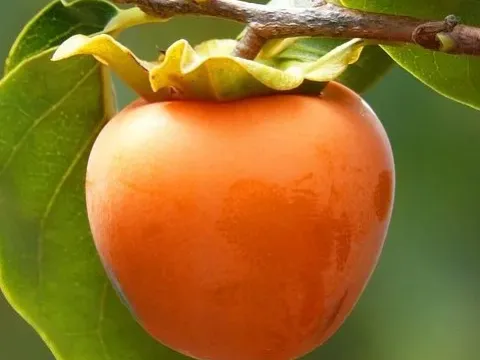 Хурма східна