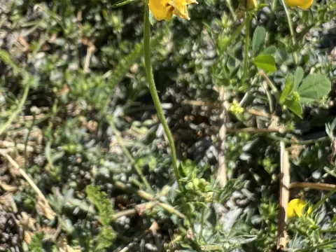 Ukrainian bird's-foot trefoil
