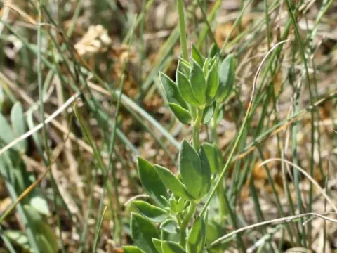 Lotus elisabethae