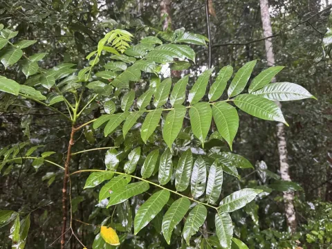 Dysoxylum