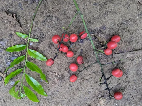 Ganophyllum