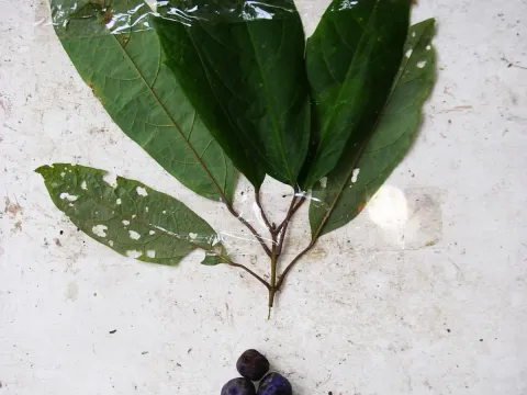 Gmelina moluccana