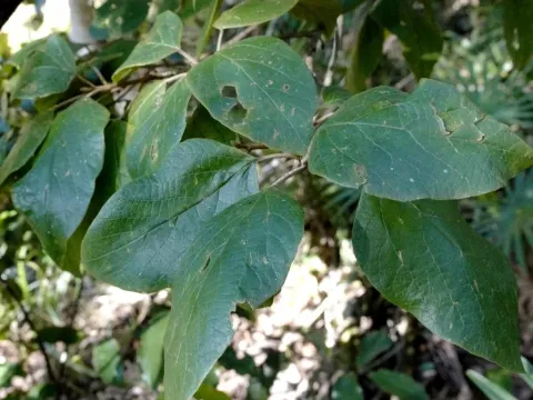 White beech
