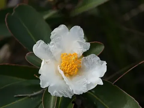 Polyspora maingayi