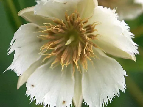 Elaeocarpus sphaericus
