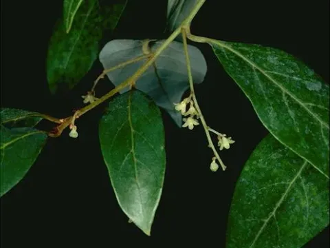 Endiandra glauca