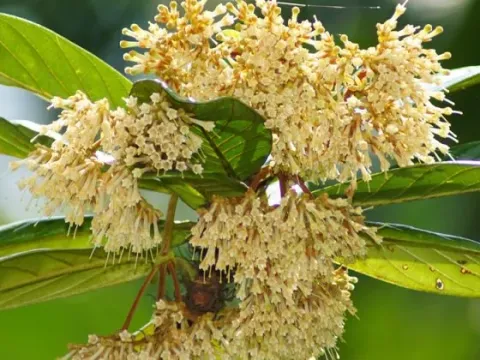 Jackiopsis