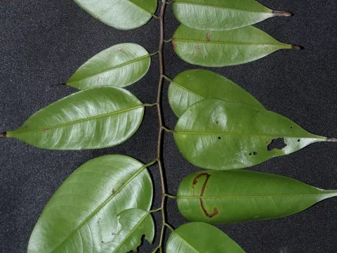 Hopea griffithii
