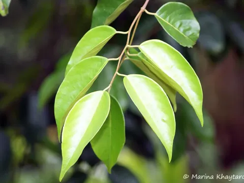 Hopea cernua