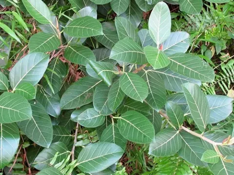 Ficus kerkhovenii