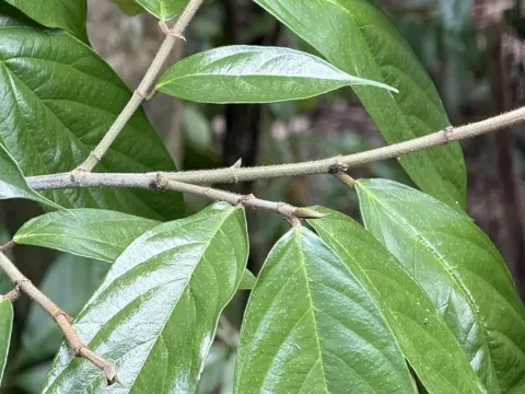 Ficus lamponga