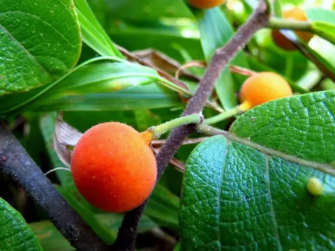 Ficus melinocarpa