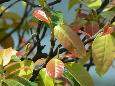 Ficus nervosa
