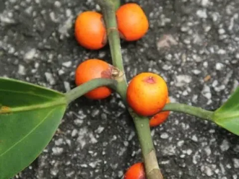 Sundaic fig