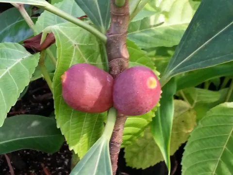 Ficus xylophylla