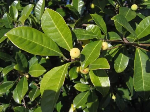 Ficus vasculosa