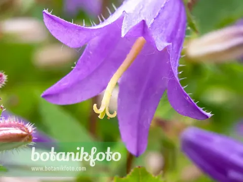 Campanula grossekii