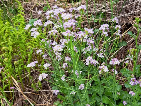Bitter cress