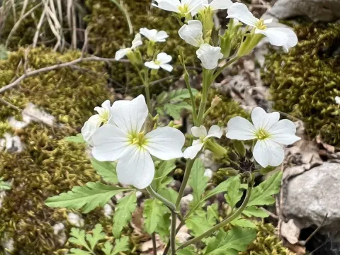 Sea bittercress