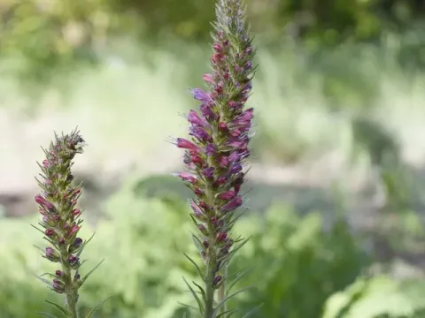Red viper's bugloss